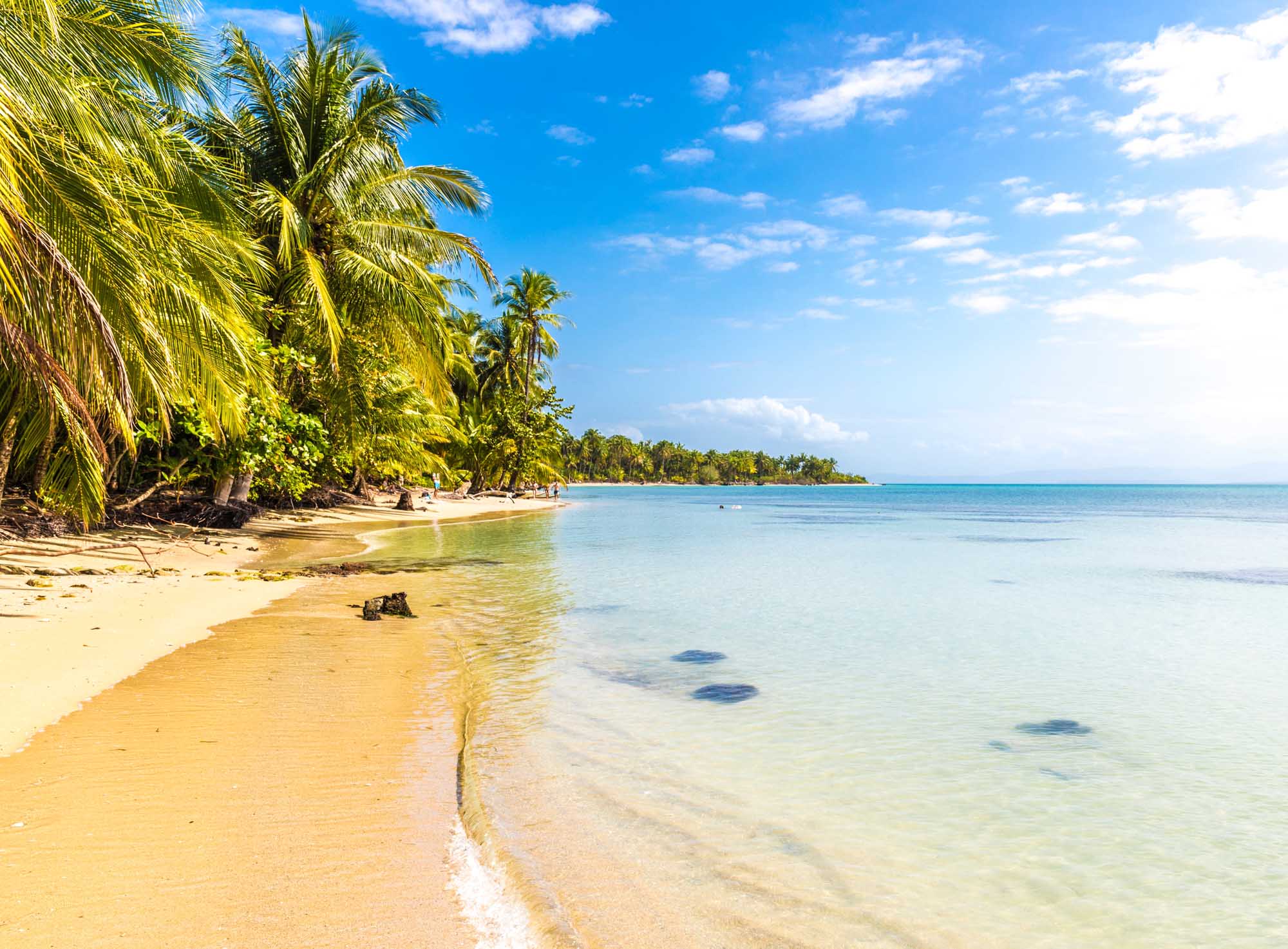 Tropical Beach at Bocas del Drago, Panama A pristine Caribbean beach with golden sand, crystal-clear turquoise waters, and lush palm trees