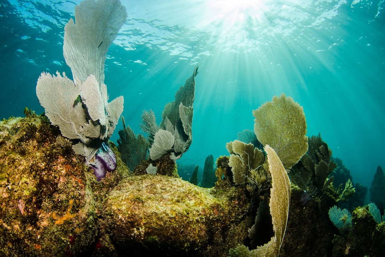 Vibrant Coral Reef at Costa Maya, Mexico An underwater photograph showcasing a thriving coral reef ecosystem at Costa Maya, Mexico, with fan
