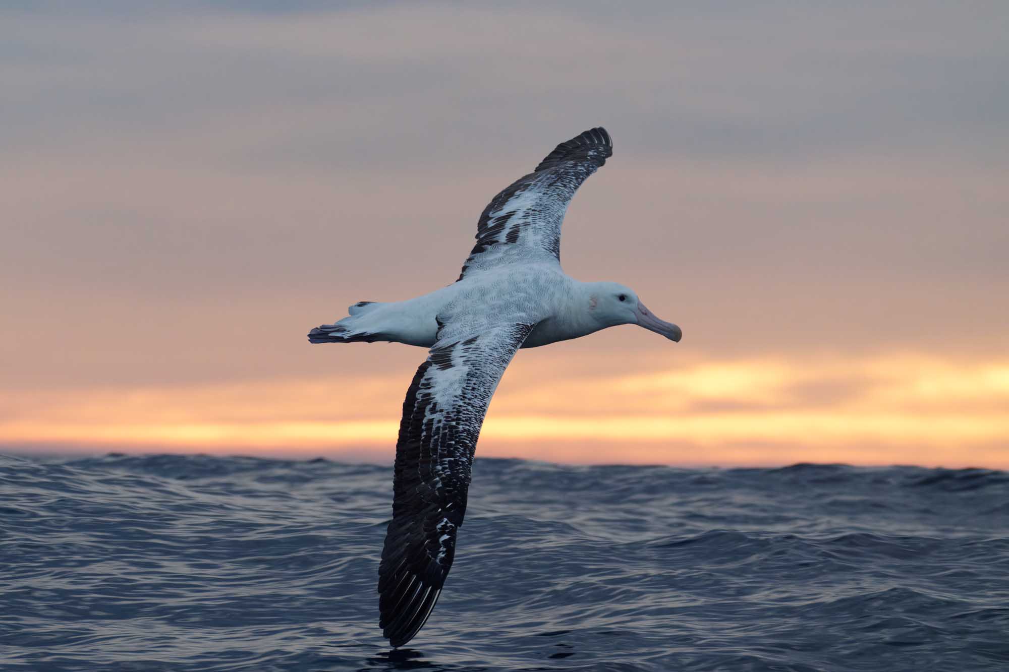 Wandering Albatross in Flight at Sunset A magnificent wandering albatross captured mid-flight over the Southern Ocean off the east coast